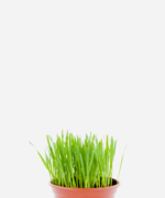 Trigo (<em>Triticum</em> spp.)