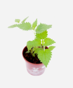 Urtiga (<em>Urtica dioica</em>) - Imagem 3