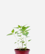 Urtiga (<em>Urtica dioica</em>)