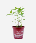 Urtiga (<em>Urtica dioica</em>) - Imagem 2