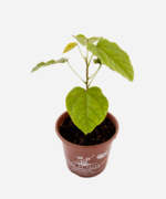 Urucum (<em>Bixa orellana</em>) - Imagem 3
