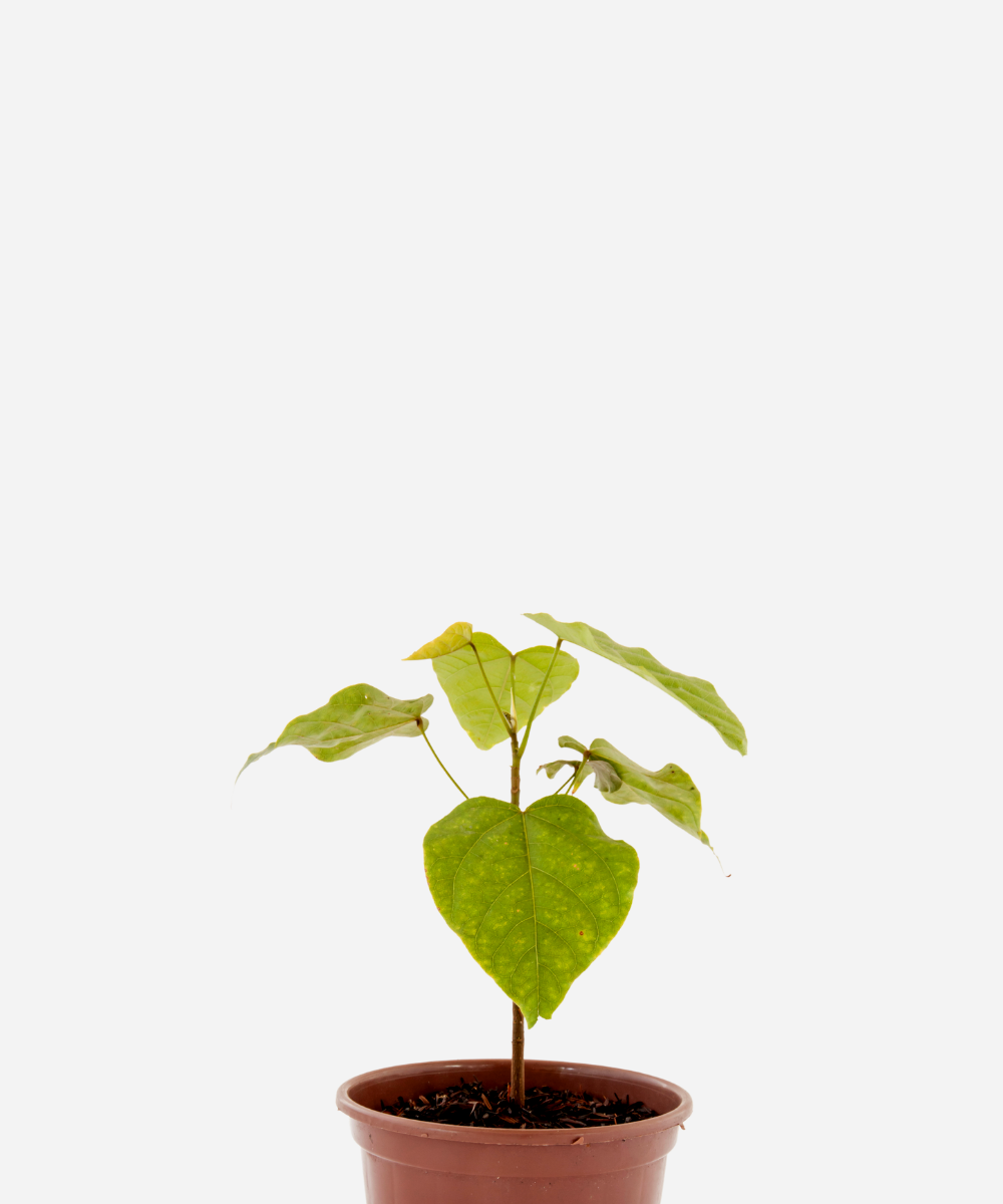 URUCUM-CORTE.png Urucum (<em>Bixa orellana</em>) - Imagem 1