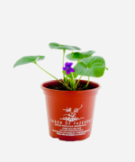 Violeta Perfumada (<em>Viola odorata</em>) - Imagem 2
