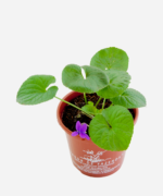 Violeta Perfumada (<em>Viola odorata</em>) - Imagem 3