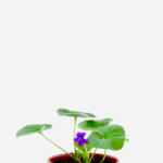 Violeta Perfumada (<em>Viola odorata</em>)