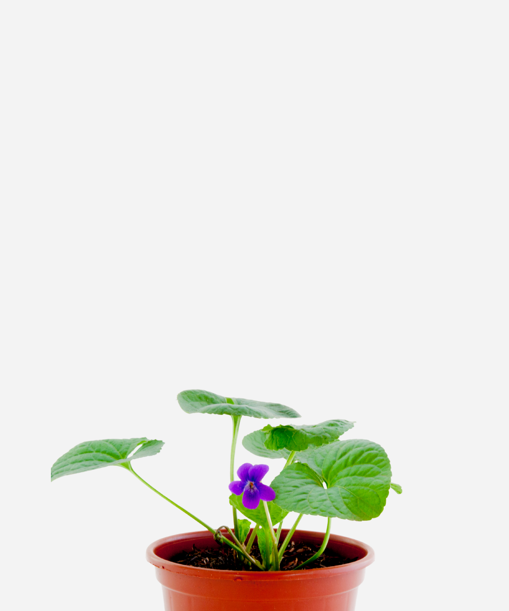 Violeta-perfumada-corte.png Violeta Perfumada (<em>Viola odorata</em>) - Imagem 1