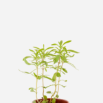 Zaatar (<em>Thymbra spicata</em>)