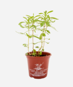 Zaatar (<em>Thymbra spicata</em>) - Imagem 2