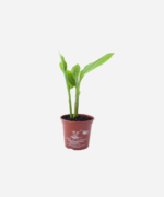 Zedoária (<em>Curcuma zedoaria</em>) - Imagem 2