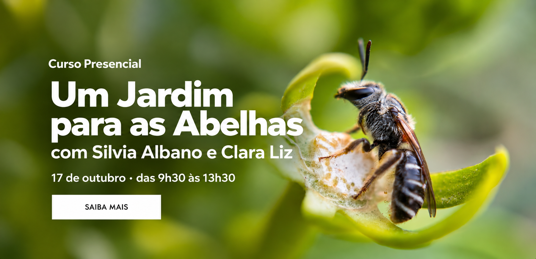 Curso Abelhas