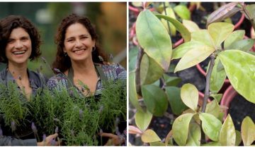 Jardinagem Gastronômica - Especial PANCs