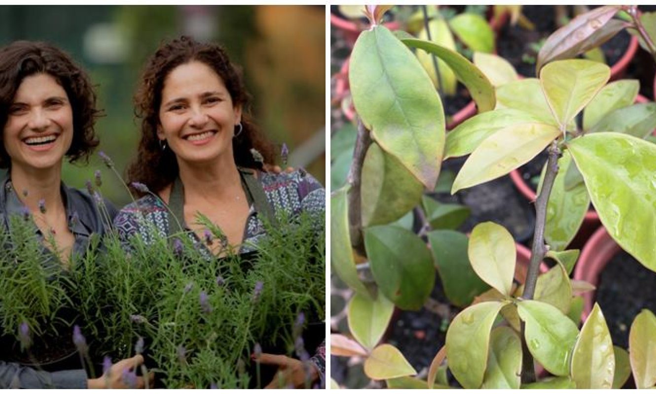 Jardinagem Gastronômica - Especial PANCs
