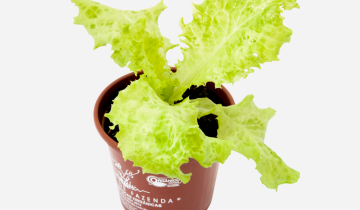 ALFACE-CRESPA-CIMA.png