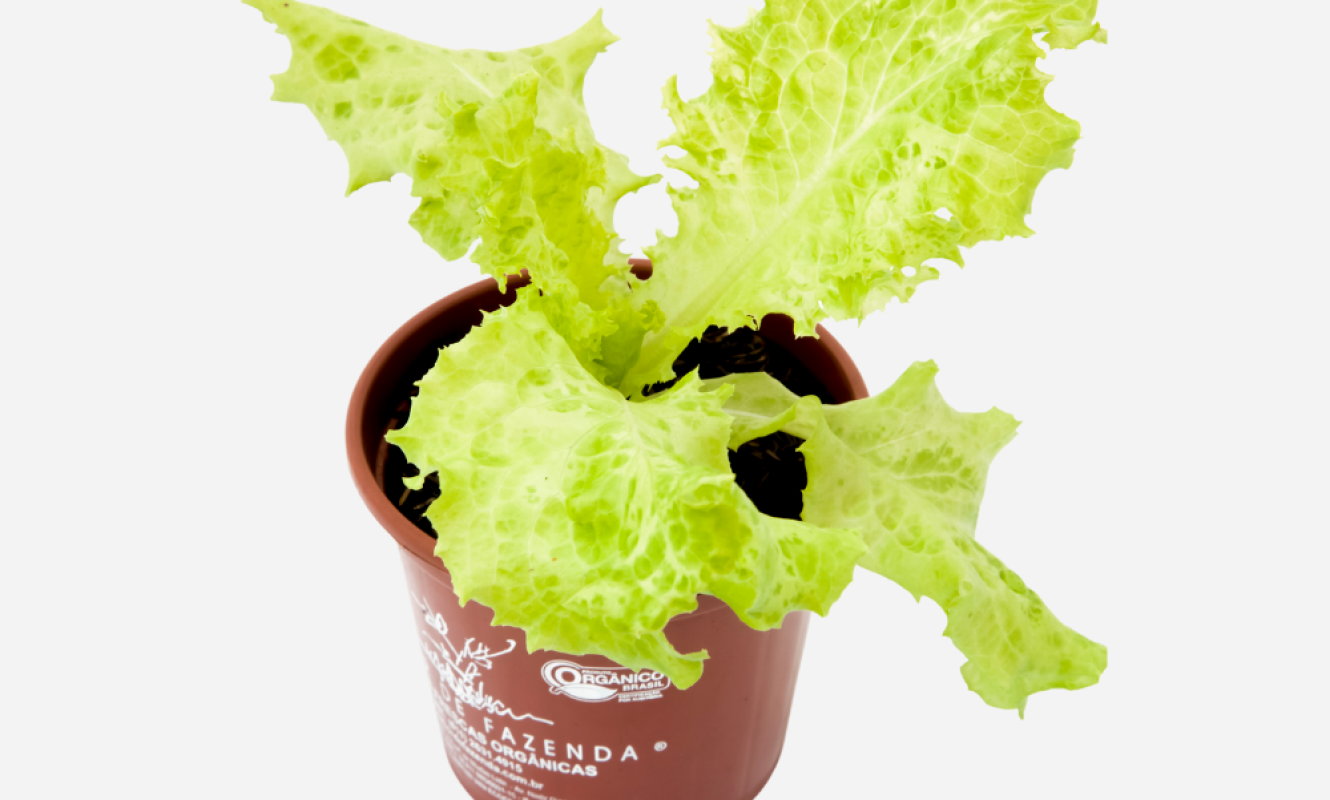 ALFACE-CRESPA-CIMA.png