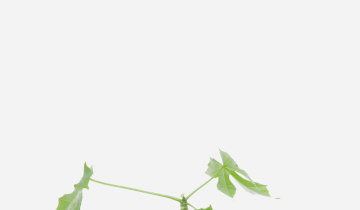 CHAYA-CORTE.png