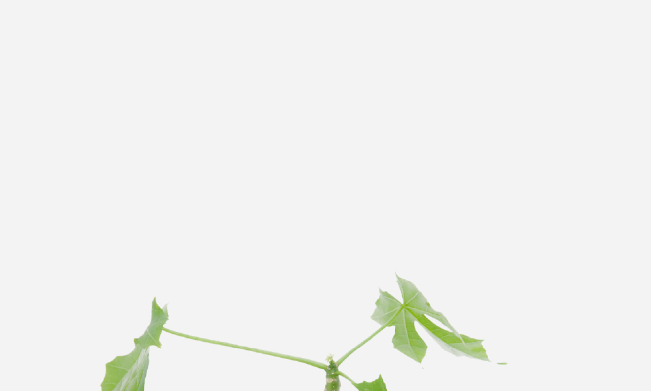CHAYA-CORTE.png