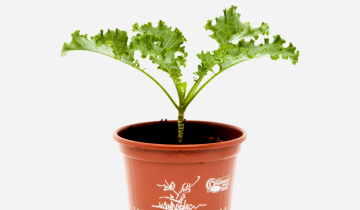 COUVE-KALE-FRENTE.png