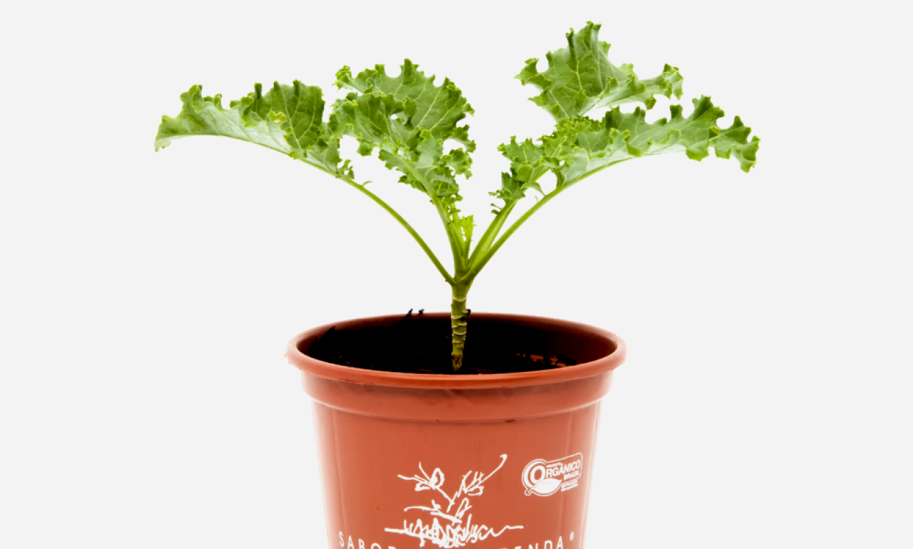 COUVE-KALE-FRENTE.png