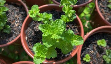 Hortelã crespa (Mentha spicata var crispa) (3)