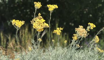 IMG_3402