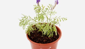 LAVANDA-MULTIFIDA-CIMACIMA-2.png
