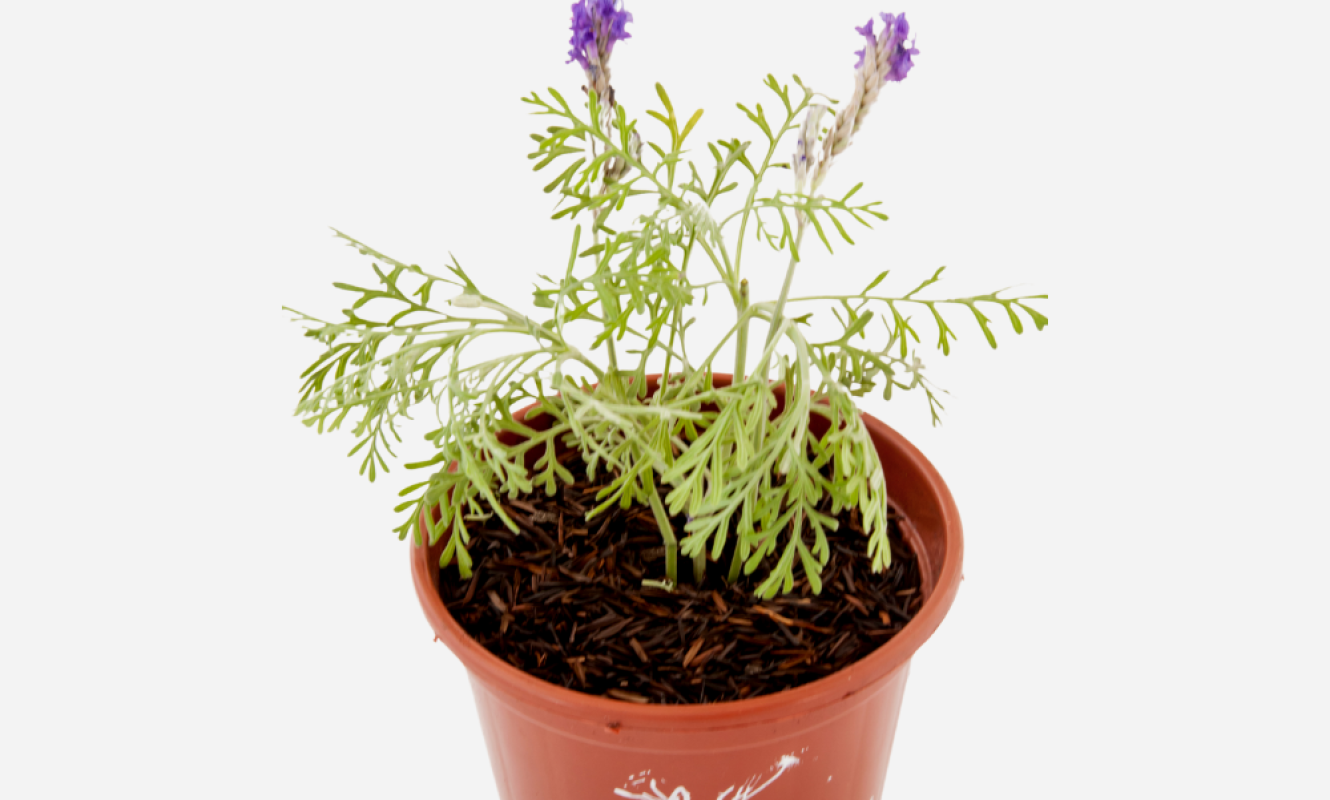LAVANDA-MULTIFIDA-CIMACIMA-2.png