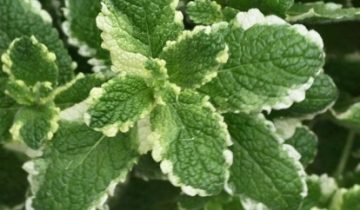 Menta_Variegata