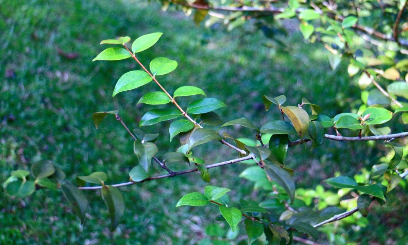 Plantas Antibióticas