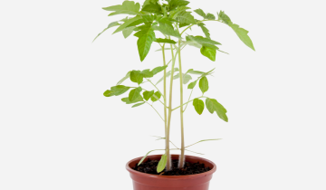 TOMATE-CEREJA-FRENTE.png