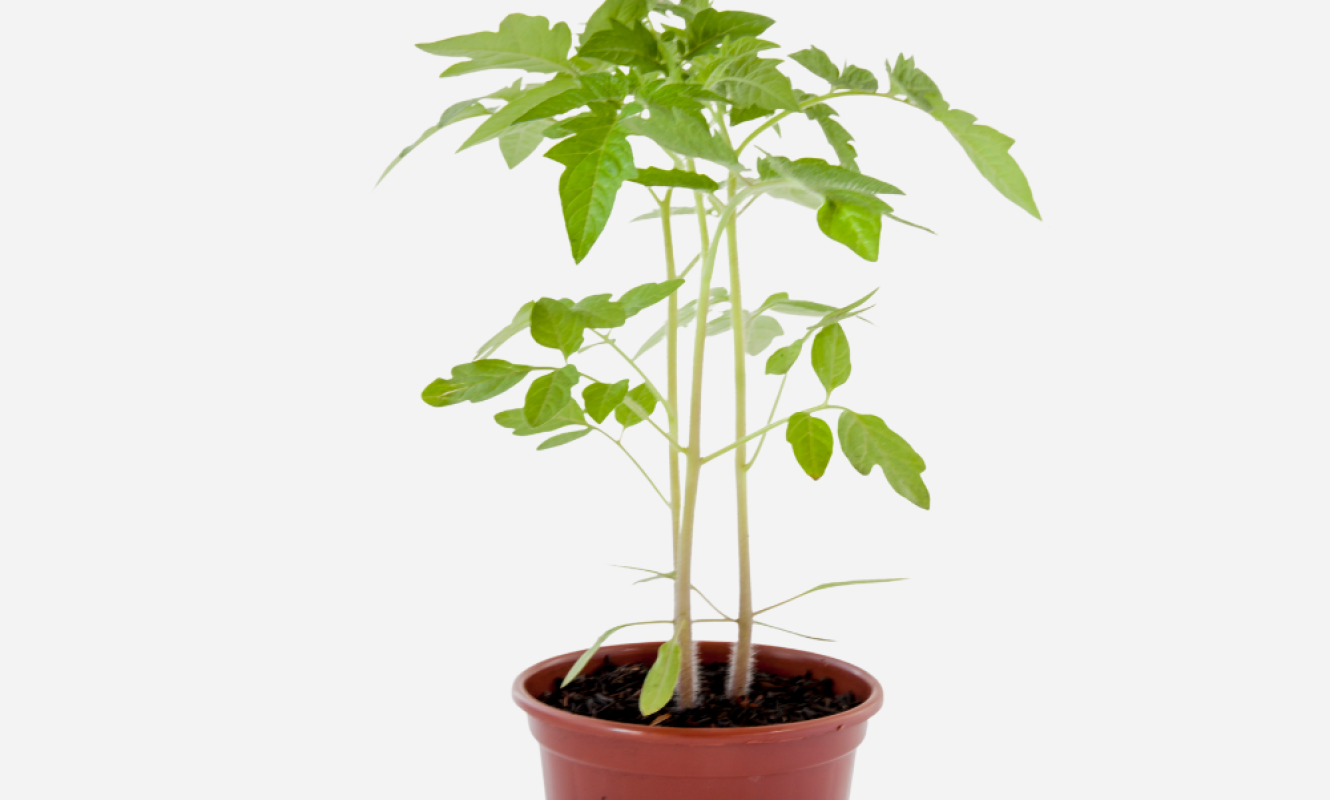 TOMATE-CEREJA-FRENTE.png