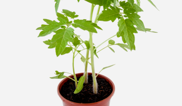 TOMATE-PERA-CIMA.png