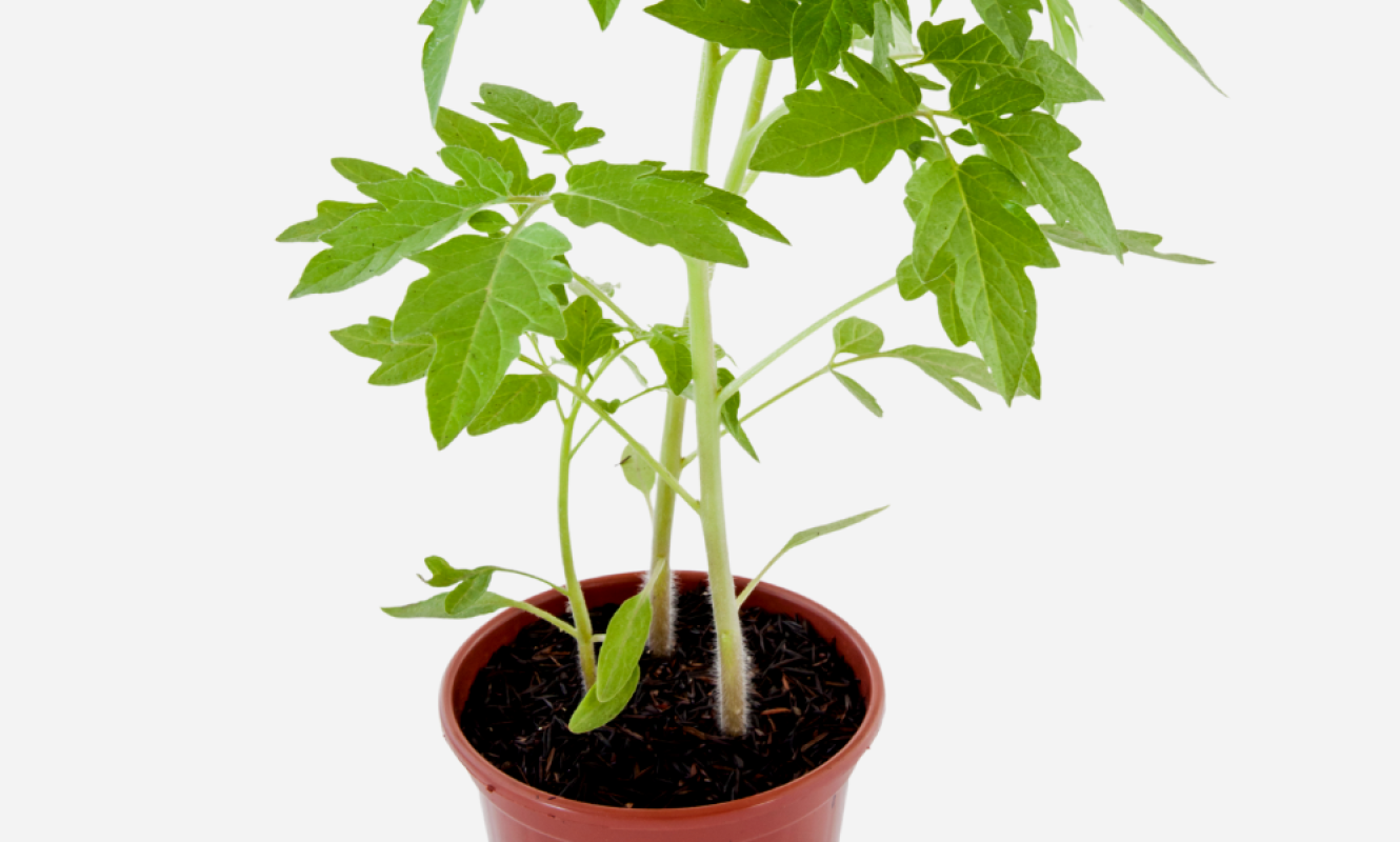 TOMATE-PERA-CIMA.png