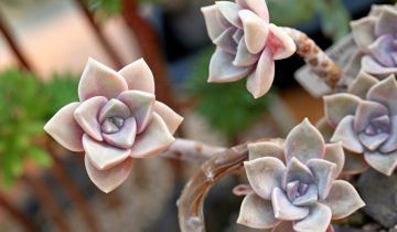 a-fleshy-plant-1478509_1920