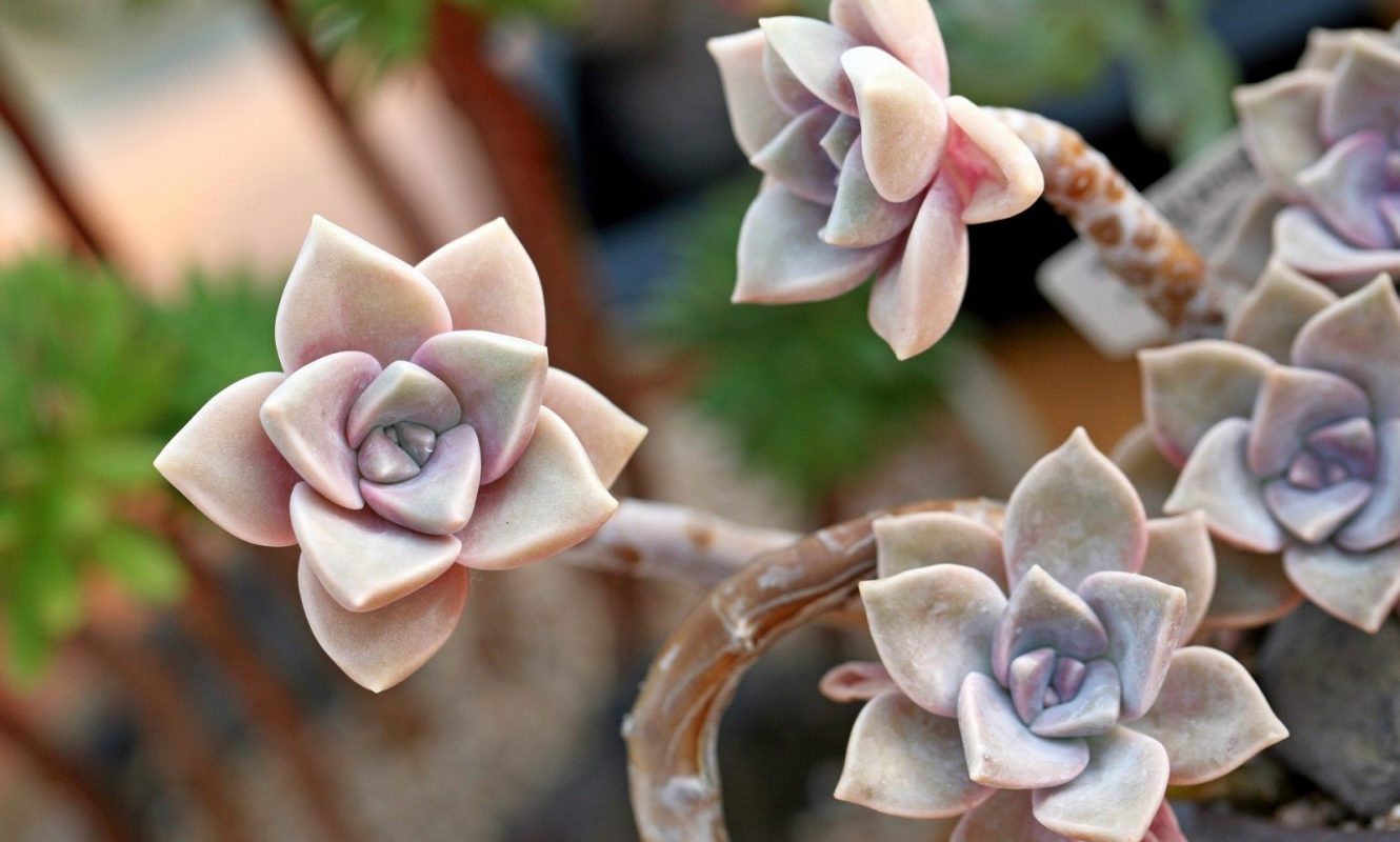 a-fleshy-plant-1478509_1920