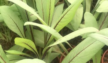 almeirão roxo 2
