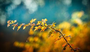 autumn-3846345_1920