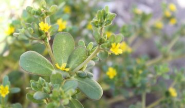Beldroega (Portulaca oleracea) ©Sabor de Fazenda