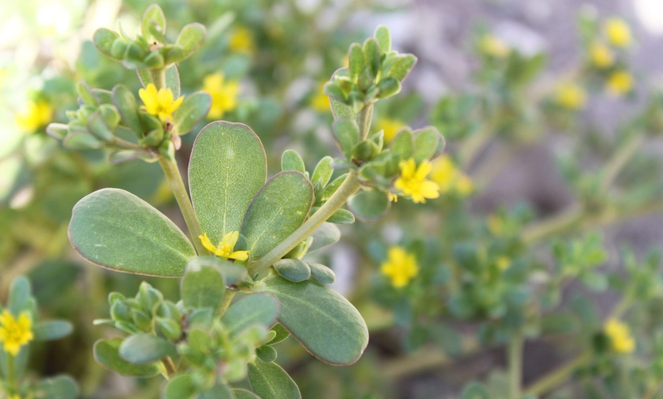 Beldroega (Portulaca oleracea) ©Sabor de Fazenda