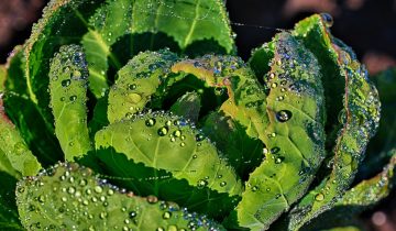 brussels-sprouts-4978068_1920
