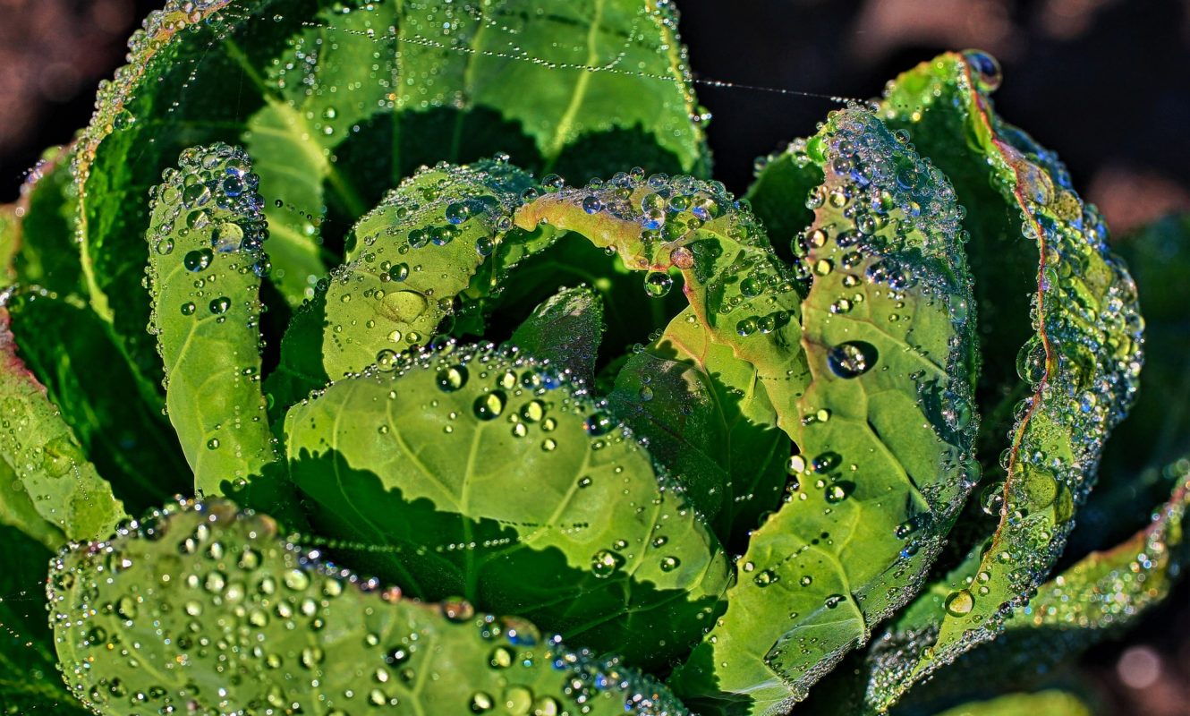 brussels-sprouts-4978068_1920