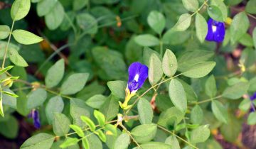 butterfly-pea-2837660_1920