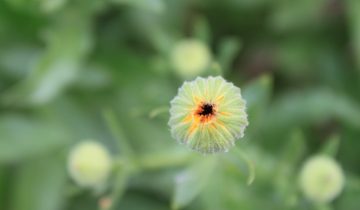 Calendula_01_10_2015_Gabi_Pastro (10)