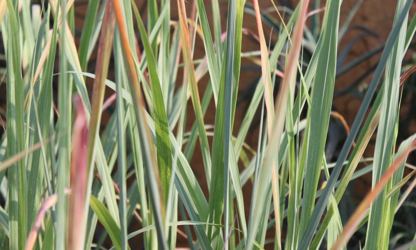 Capim-limão ©Sabor de Fazenda