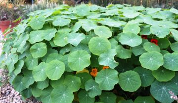 Capuchinha (Tropaeolum majus)