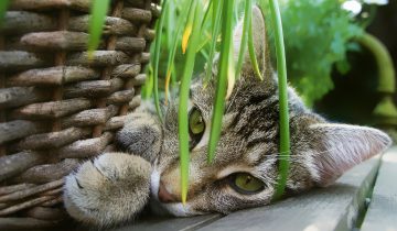 cat-2536664_1920