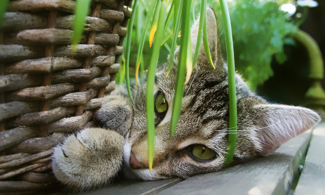cat-2536664_1920
