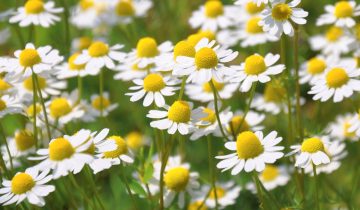 chamomile-796381_1920
