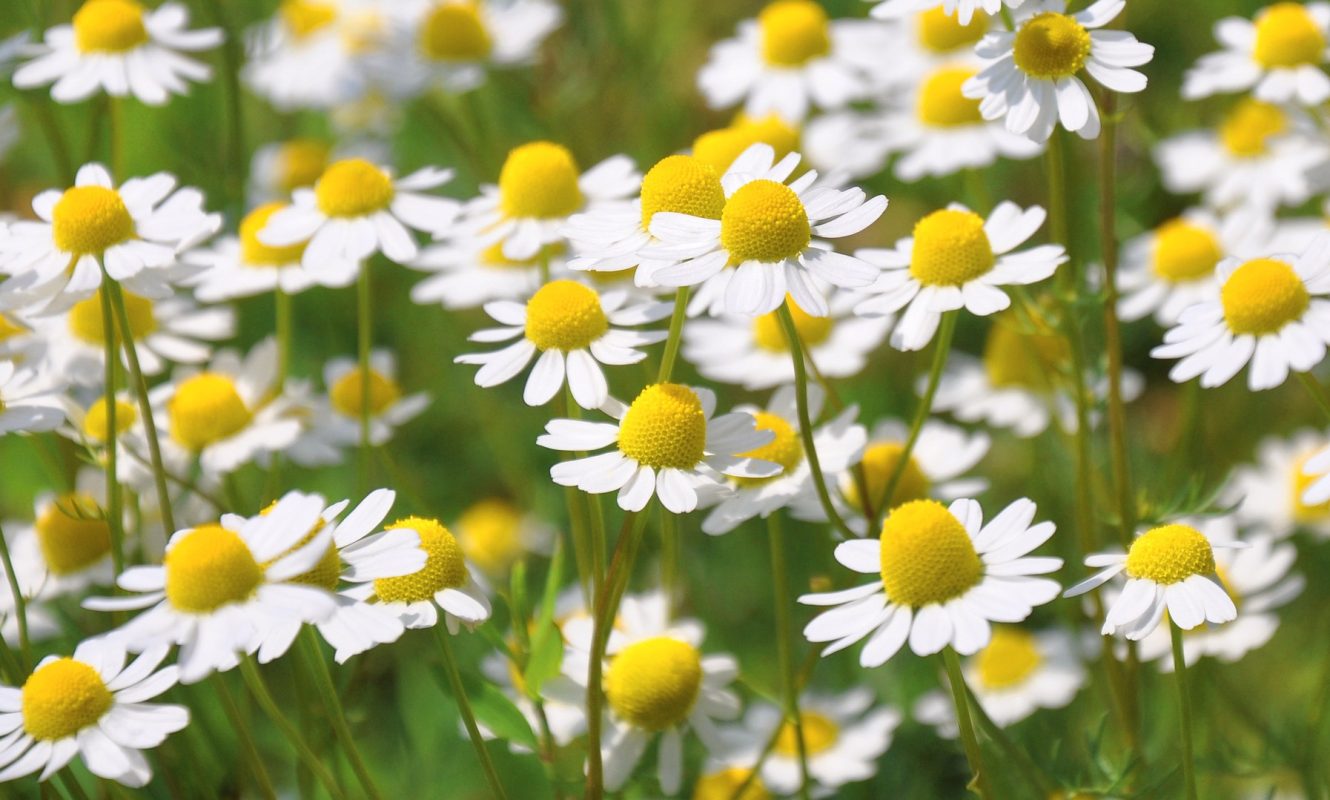 chamomile-796381_1920