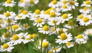 chamomile-796381_1920-scaled