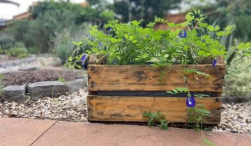 clitoria